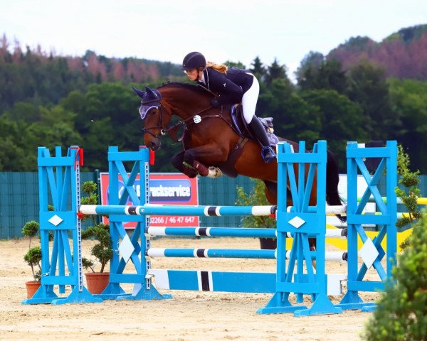 broodmare Quassu (Hanoverian, 2013, from Quick Check)