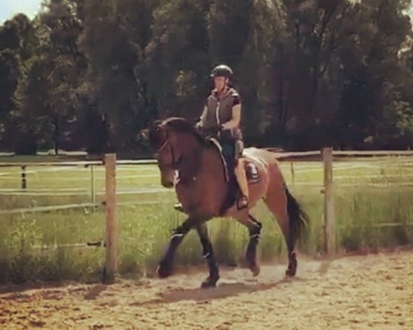 dressage horse Don Migûel (Rhinelander, 2013, from Don Juan de Hus)
