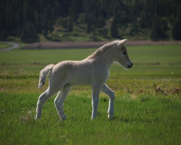 horse DD Tweety Bird (Fjord Horse, 2020, from Tsjalle)