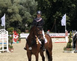 Springpferd Milky Way de Goedereede (Belgisches Warmblut, 2012, von Elvis Ter Putte)