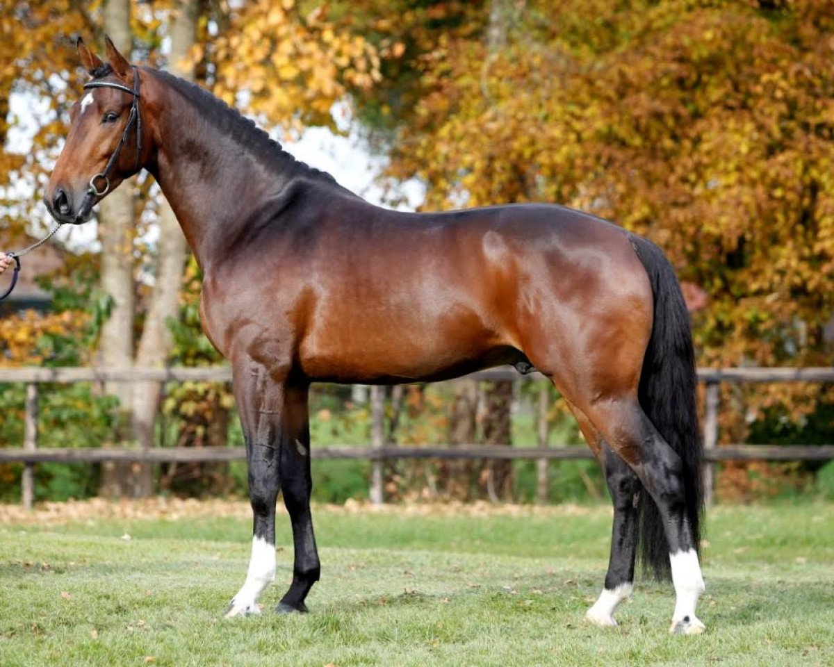 Deckhengst Havanna II (KWPN (Niederländisches Warmblut), 2012, von Decor Vivaldo)