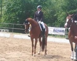Dressurpferd Domino W (Württemberger, 2013, von Don Diamond)
