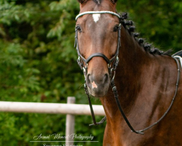 horse Magic-Empik (Polish Warmblood, 2014, from Bolshoi)
