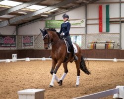 dressage horse Flovinio (Westphalian, 2007, from Florencio I)