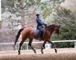 dressage horse Austria 4 (Hanoverian, 2009)