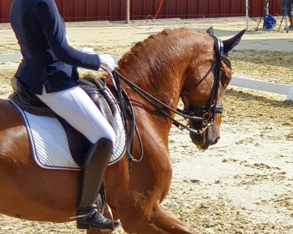 dressage horse Don Vino 3 (Swiss Warmblood, 2002, from Don William)