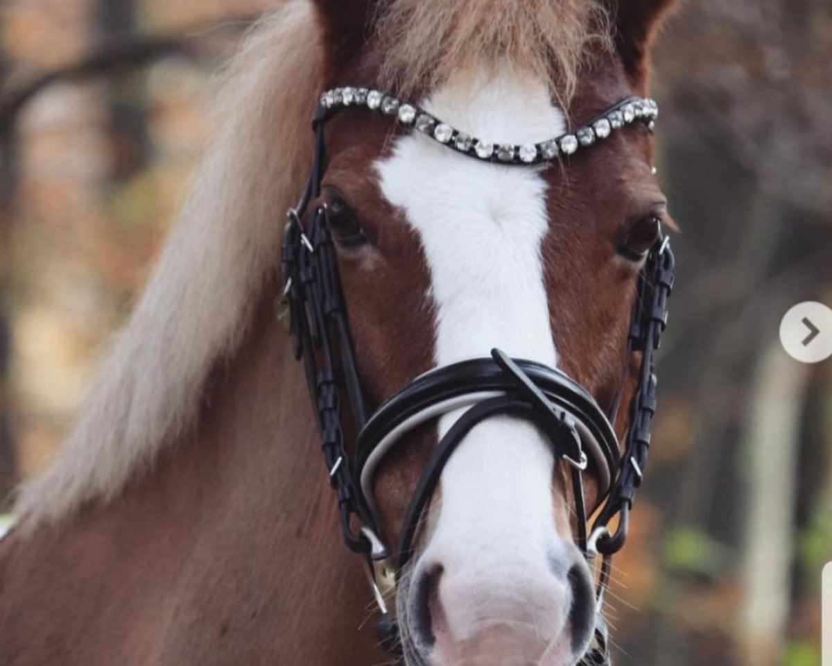 dressage horse Mini Magic (Westphalian, 2005, from Marco)