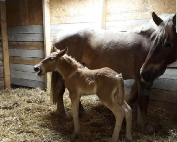 broodmare Charlotta (Rhenish-German Cold-Blood, 2013, from Carat)
