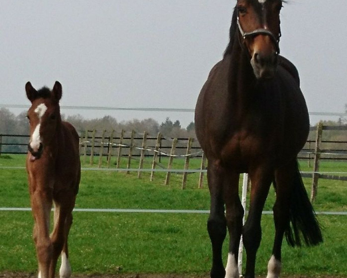 Zuchtstute Gucci (KWPN (Niederländisches Warmblut), 2011, von Uphill)