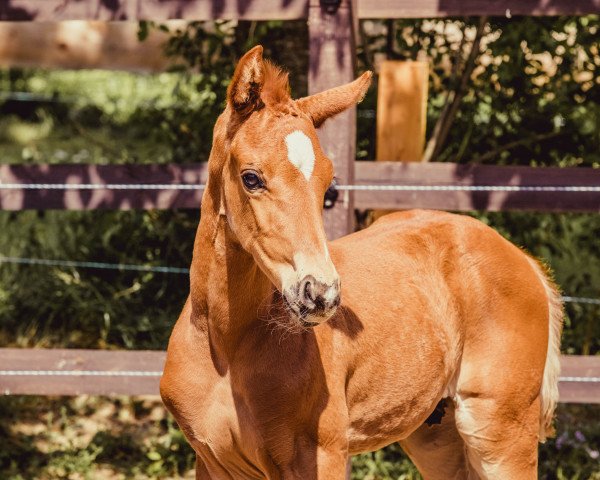 horse Hengst von Bonds x Fürstenball (Hanoverian, 2020, from Bonds)
