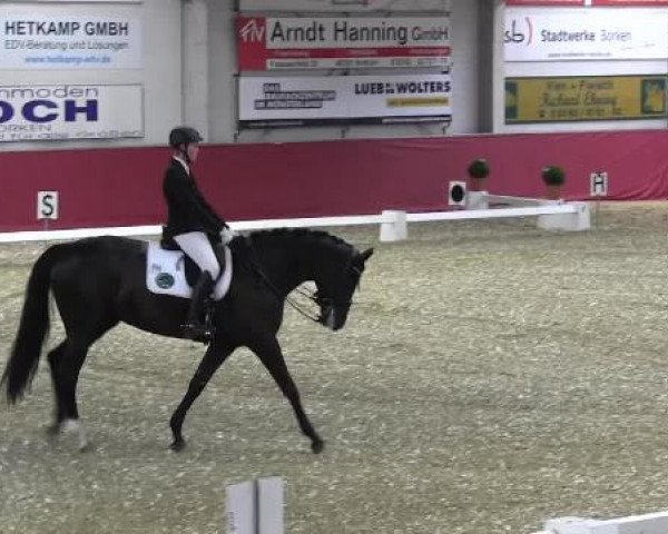 Pfingst - Dressur und Springturnier Borken 2015