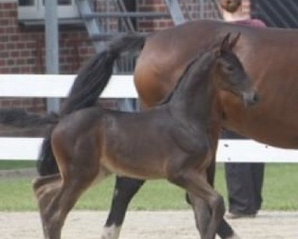 horse Cookie (Westphalian, 2020, from Congress)