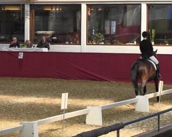 Pfingst - Dressur und Springturnier Borken 2015