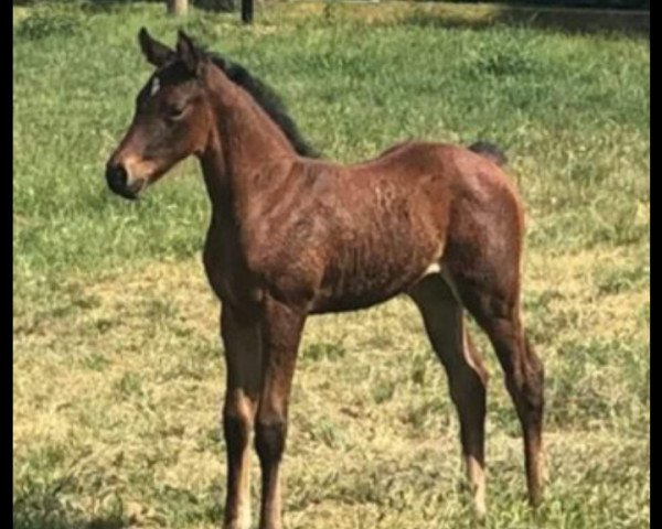 Pferd Stute von Erco van het Roosakker / Zirocco Blue (Holsteiner, 2020, von Erco van het Roosakker)