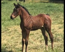 Pferd Stute von Erco van het Roosakker / Zirocco Blue (Holsteiner, 2020, von Erco van het Roosakker)