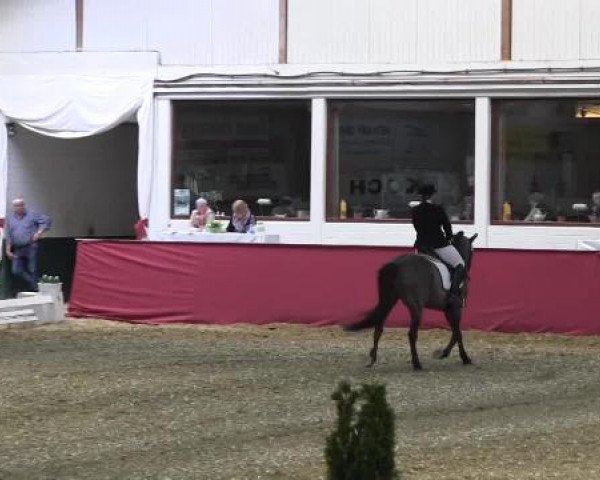 Pfingst - Dressur und Springturnier Borken 2015