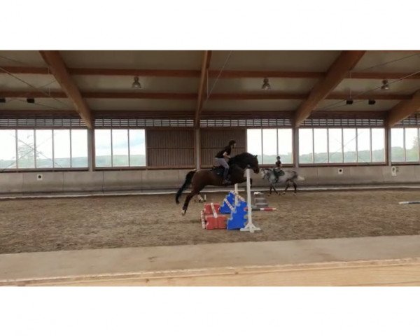 Springpferd Cyrus 95 (Württemberger, 2009, von Cerdic)