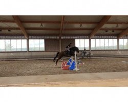 Springpferd Cyrus 95 (Württemberger, 2009, von Cerdic)