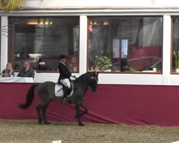 Pfingst - Dressur und Springturnier Borken 2015