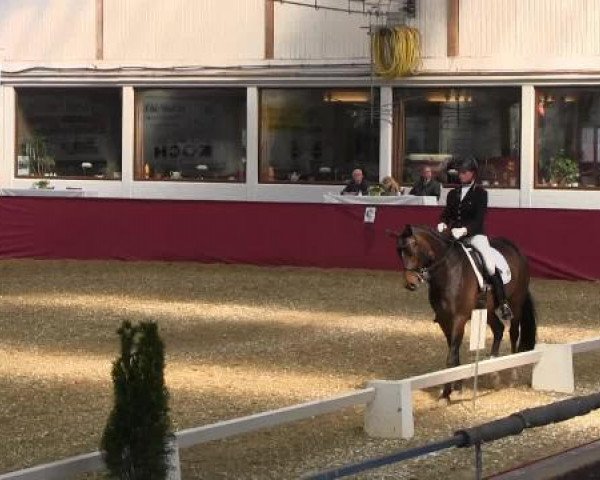 Pfingst - Dressur und Springturnier Borken 2015