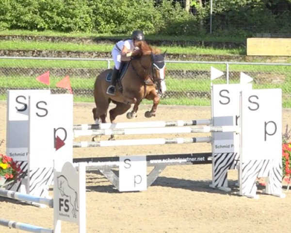 jumper Violine de la Brasserie (Swiss Warmblood, 2009, from Galant Normand)