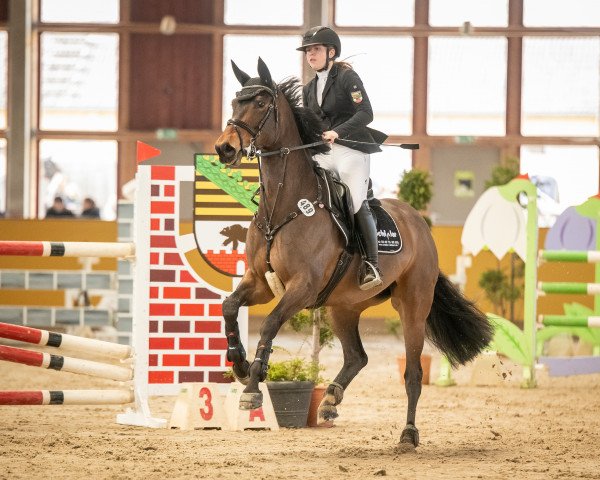 Springpferd Quintana 86 (Deutsches Sportpferd, 2012, von Quintus Gold)