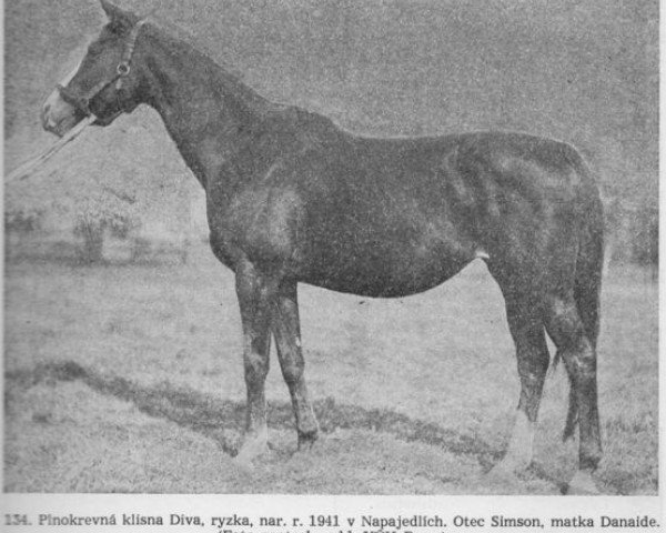 broodmare Diva xx (Thoroughbred, 1941, from Simson xx)