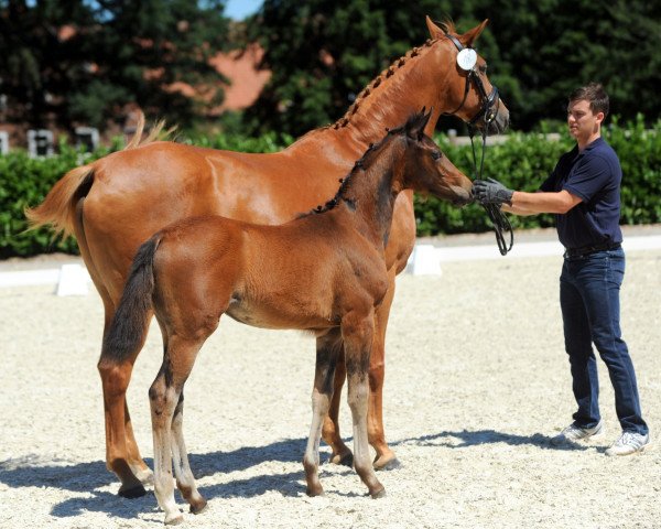 Pferd Stute von A La Carte (unbekannt, 2018, von A La Carte NRW)