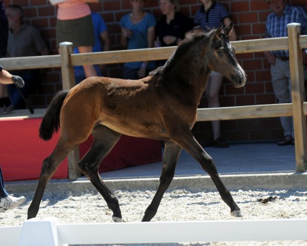 horse D... (unknown, 2018, from Diamant de Semilly)