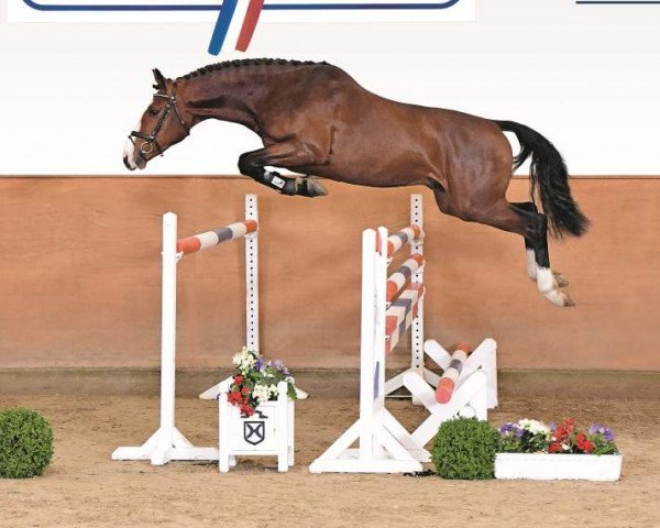 jumper Coolio (Holsteiner, 2017, from Cannavaru)