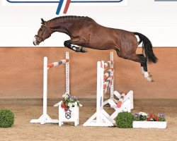 jumper Coolio (Holsteiner, 2017, from Cannavaru)