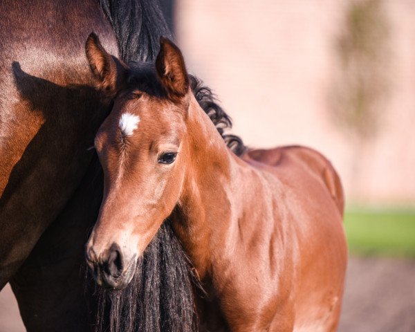 broodmare Cantura SF (Zangersheide riding horse, 2020, from Canturano I)