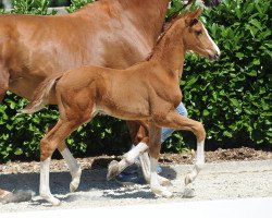 horse Stute von Borsalino / Fürst Grandios (Westphalian, 2018, from Borsalino)