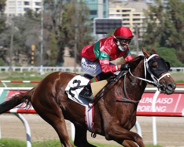 Pferd cereza Dorada xx (Englisches Vollblut, 2018, von California Chrome xx)