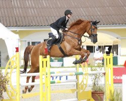 Springpferd Conpichou (Oldenburger Springpferd, 2011, von Conthargos)