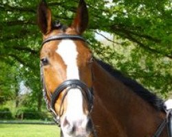 jumper Enya 25 (Thoroughbred, 2005)