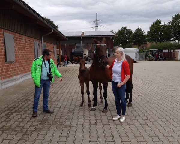 horse Nallora E (Holsteiner, 2020, from Grandorado TN)