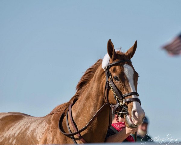 Pferd California Lily xx (Englisches Vollblut, 2018, von California Chrome xx)