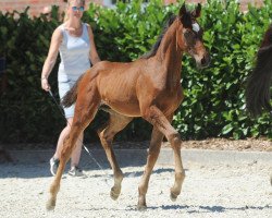 horse Hengst von Franziskus / Donnerball (Westphalian, 2018, from Franziskus FRH)