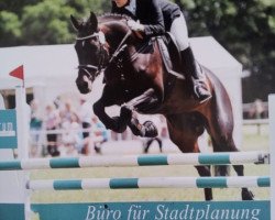 Zuchtstute Salluna (Oldenburger, 2004, von Stedinger)