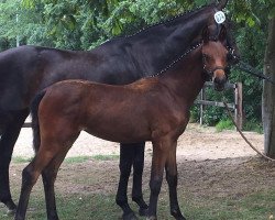 Pferd For Elise S (Oldenburger, 2019, von For Dance)