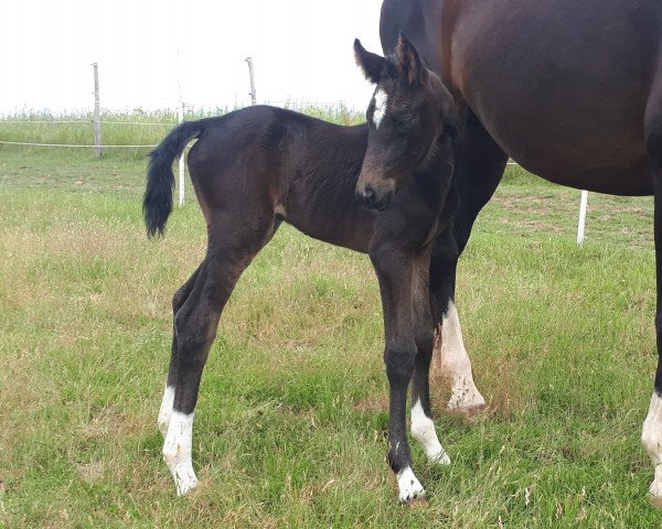 horse Counterpart (Westphalian, 2020, from Captain Jack 44)