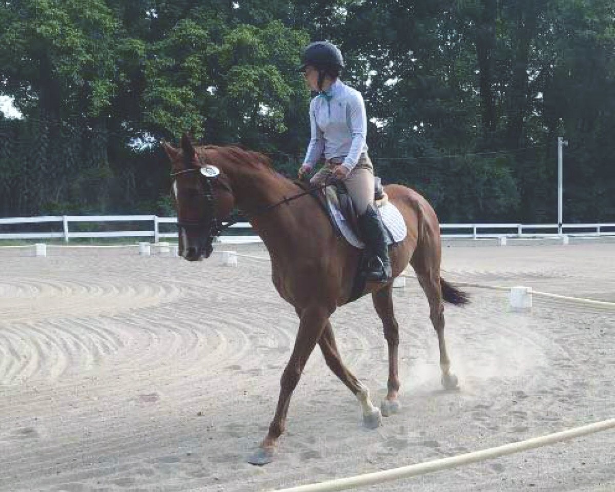 Pferd Felidae (Irish Sport Horse,  )