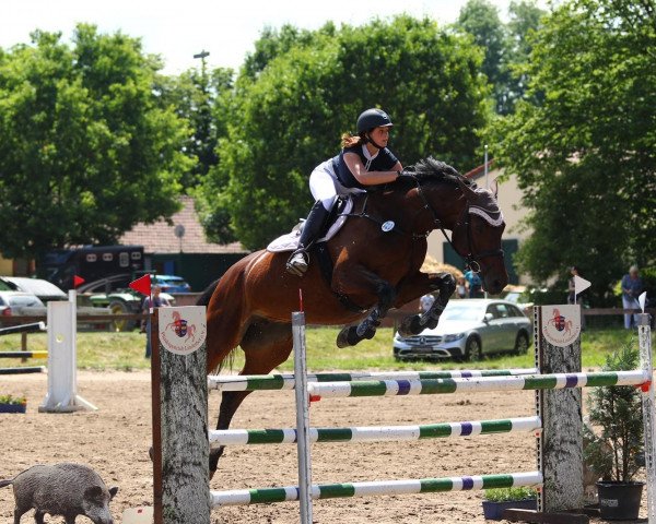 jumper Caresse 15 (Holsteiner, 2006, from Cristo)