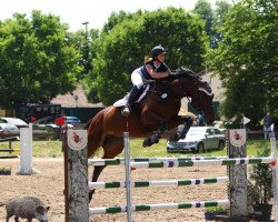 Springpferd Caresse 15 (Holsteiner, 2006, von Cristo)