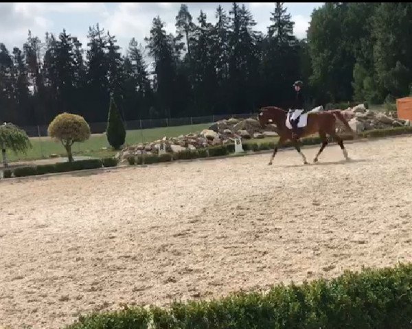 Springpferd Leopold vom Dudel (Deutsches Sportpferd, 2009, von Levistano)