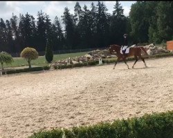 jumper Leopold vom Dudel (German Sport Horse, 2009, from Levistano)
