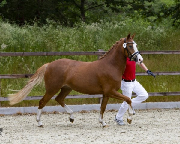 Pferd Dance of Hearts (Deutsches Reitpony, 2017, von Herzkönig NRW)
