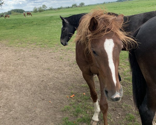 horse Loyal Guardian (Hanoverian, 2018, from Livaldon)