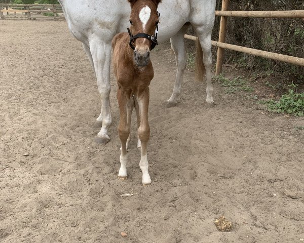horse Derringer KB (Hanoverian, 2020, from Danciero 7)